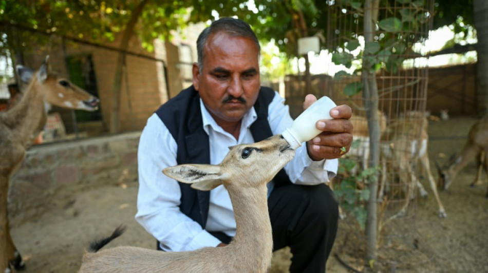 India's Bishnoi community, the original eco-warriors