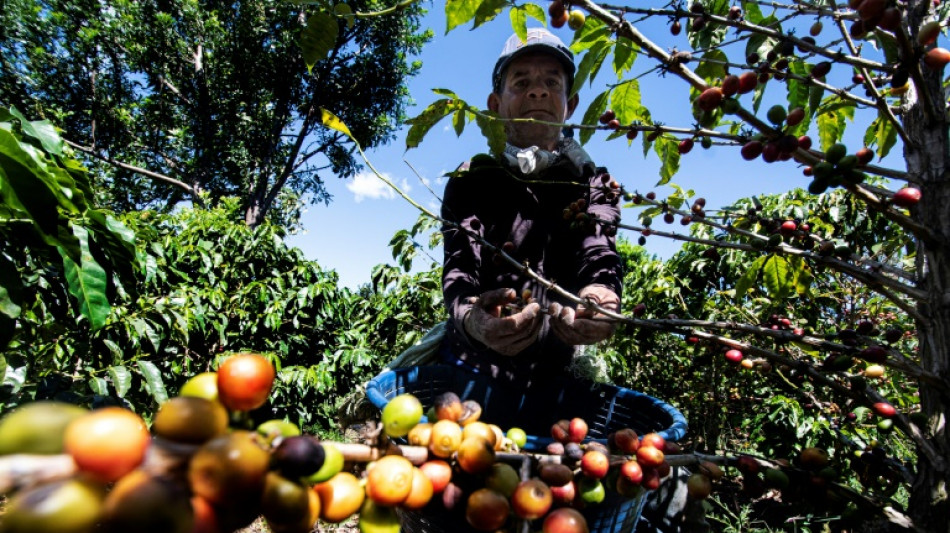 Coffee harvest plunges amid Central American exodus