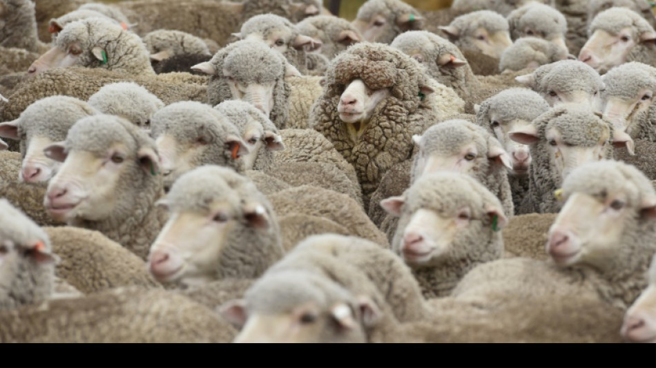 New Zealand sheep outnumber people less than 5 to 1, a record low