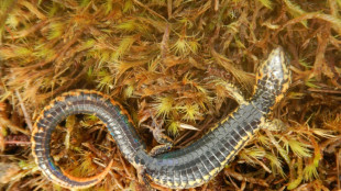 New species of lizard discovered in Peru national park