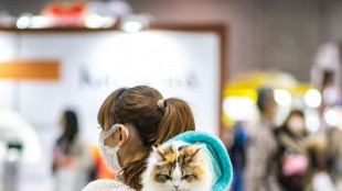 Hurt felines: Japanese app aims to detect cat pain