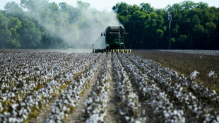 Drought decimates Texas' key cotton crop