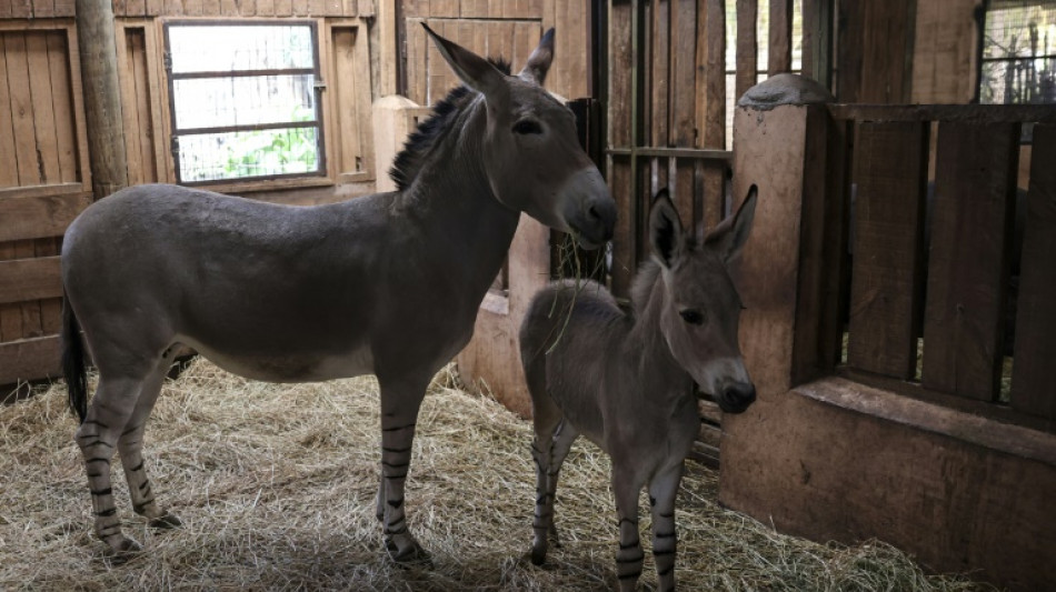 Rare Somali wild ass born Chile zoo