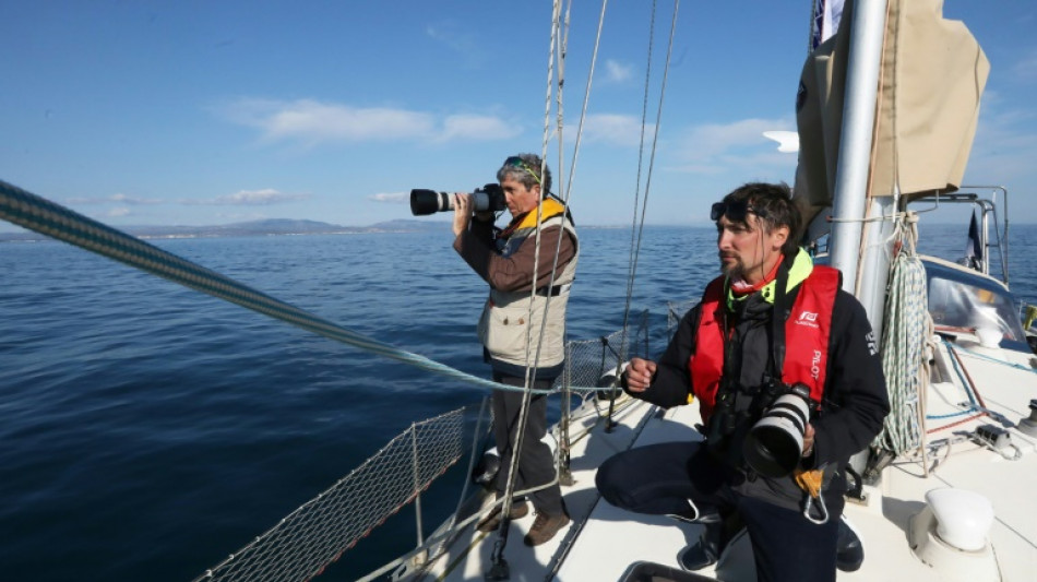 En el Mediterráneo, delfines y aves tendrán que convivir con los parques eólicos