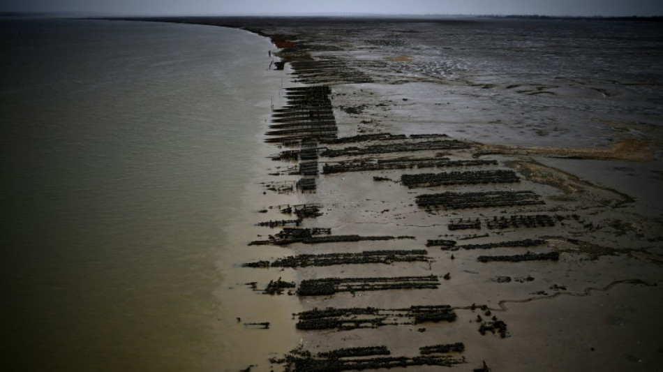 Climate change gets in the way of French oyster culture