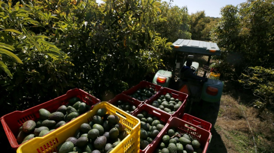 Acuerdo en México para brindar seguridad a inspectores de aguacate de EEUU 