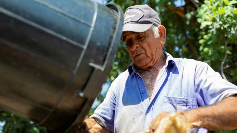 A Chypre, des cultivateurs de caroube récoltent toujours leur "or noir"