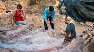 Découverte au Portugal d'un énorme dinosaure sauropode