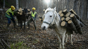 Bulgarians stock up on firewood as energy costs surge