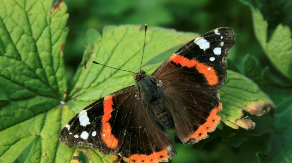 'Emergency' declared over falling UK butterfly numbers