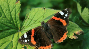 'Emergency' declared over falling UK butterfly numbers