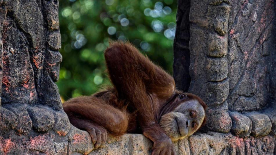 Oenegés piden a Indonesia que permita la entrada de científicos para evaluar la población de orangutanes