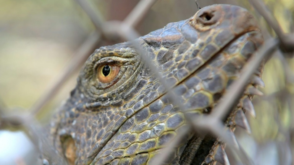 Iguana invasion: Thailand rounds up rogue reptiles