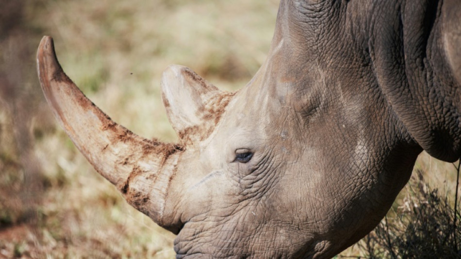 Afrique du Sud : près de 500 rhinocéros victimes de braconnage en 2023, en hausse