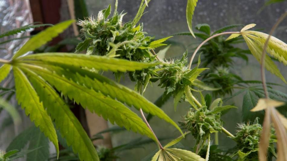 Deutlicher Anstieg bei Ausgabe von medizinischem Cannabis in Apotheken