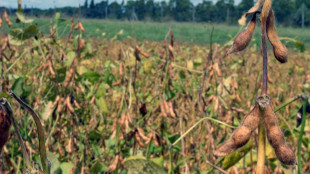 Prevén fuerte recorte de cosecha por sequía este año en Argentina