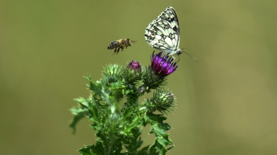 Neue Rote Liste: Mehr als ein Viertel der Insektenarten bestandsgefährdet 