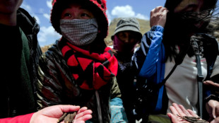 Desaparecen tres recolectores de "viagra del Himalaya" tras una avalancha en Nepal