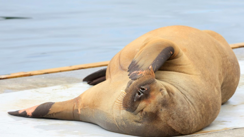 Walrus that attracted crowds in Oslo fjord euthanised