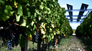 Changement climatique et vin: une étude jette un pavé dans le marc